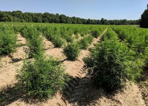 Hemp growing in field